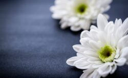 トラウマを解消するセラピーを体験してみませんか！